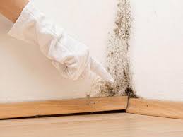 Best Emergency Mold Remediation  in USA